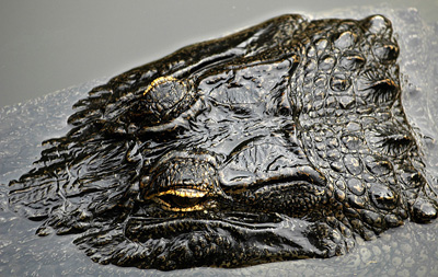 An independent Florida Alligator